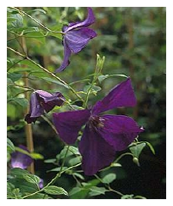 CLEMATIS viticella 'Polish Spirit'